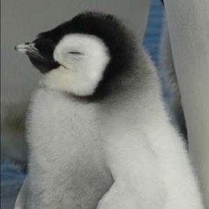 Meet your Posher, Marilyn